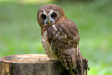 Close up photo of a eurasian scoop owl