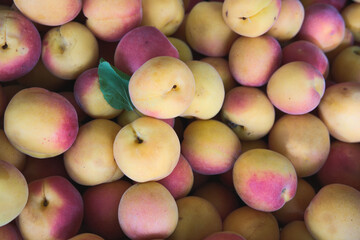 Ripe apricots fruit ecological food background