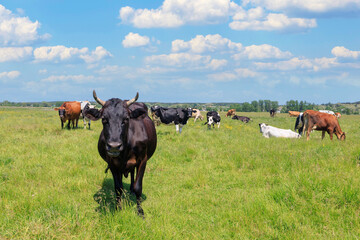 Cows grazing in sunny green field