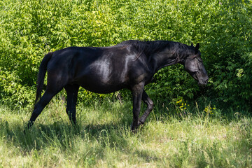 Black horse walking in a green field