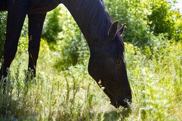 Black horse grazing in sunny greenery