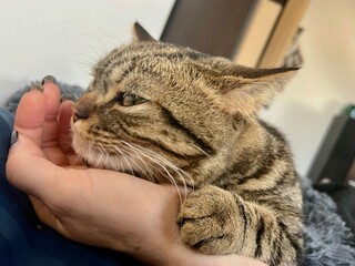 Cute tabby cat lying in the hands of a woman at home.