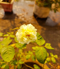Beautiful yellow roses in a garden, nature photography, floral wallpaper 