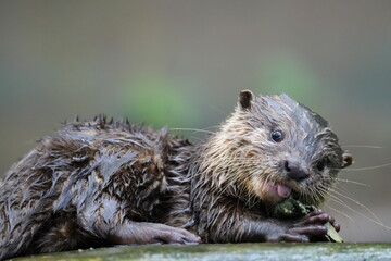 otter on a tree