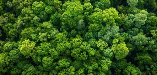 Naklejka premium Aerial view of a lush green forest in early spring, showing the dense canopy and hidden paths.