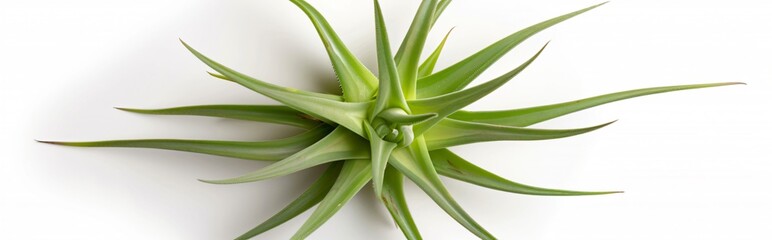 Obraz premium Vibrant green air plant on a white background, with long, slender leaves radiating outward, popular for unique appearance and low maintenance care