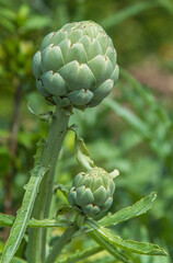 Artichaut vert comestible dans les jardins de la saline royale d'Arc-et-Senans, Franche Comté,...
