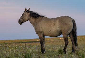 Beautiful Wild Horse in the Pryor Mountains Montana in Summer