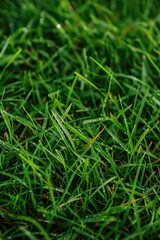 A close-up shot of a baseball lying on the grass