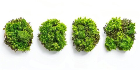 Obraz premium A close-up shot of a row of moss growing on a white surface, perfect for use in designs where you need a natural and earthy texture