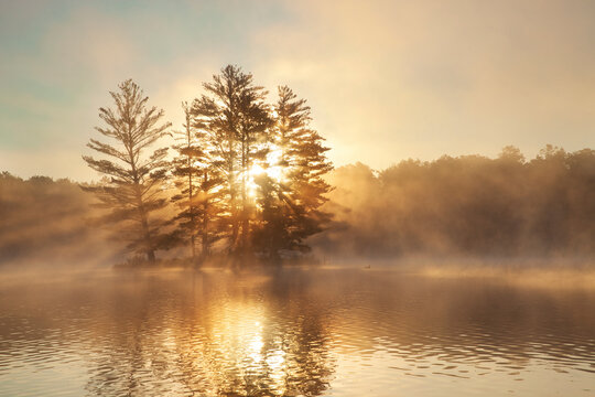 Small island with pine trees fog a loon and sunburst at dawn on a northern Minnesota lake during summer
