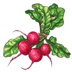 Illustrated bunch of fresh radishes with leafy green tops. Vibrant colors and detailed artwork perfect for food and gardening projects isolated on a transparent background.