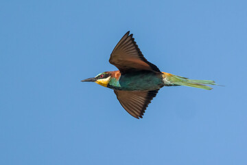 European bee-eater (Merops apiaster). 