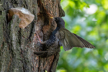 szpak zwyczajny (Sturnus vulgaris) przy dziupli z gniazdem © Henryk Niestrój
