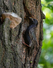 szpak zwyczajny (Sturnus vulgaris) przy dziupli z gniazdem © Henryk Niestrój