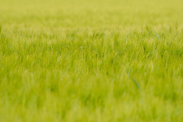 tło z pola uprawnego ze zbożem © Henryk Niestrój