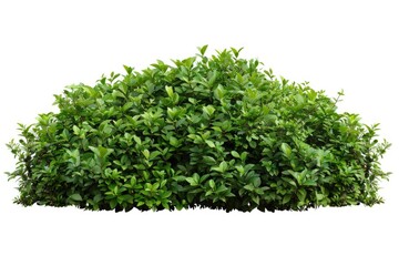 Fototapeta premium A simple still life image featuring a small bush of green leaves against a pure white background