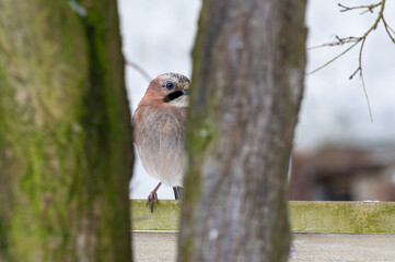 Sójka, sójka żołędziówka (Garrulus glandarius) średniej wielkości ptak z rodziny krukowatych (Corvidae)