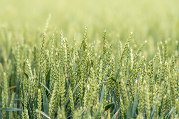 tło z kłosów zboża na polu © Henryk Niestrój