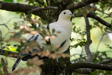 Silver-tipped Imperial Pigeon - Ducula luctuosa, beautiful white and black pigeon endemic to forests, woodlands and mangroves of Sulawesi, Indonesia.