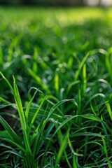 Obraz premium A detailed view of lush green grass with tiny details, suitable for backgrounds or nature-themed designs