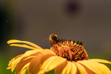 A bee pollinating a yellow flower, highlighting natures beauty and the ecosystem in action