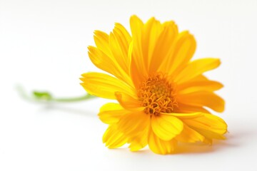 A bright yellow flower sits alone on a clean white surface