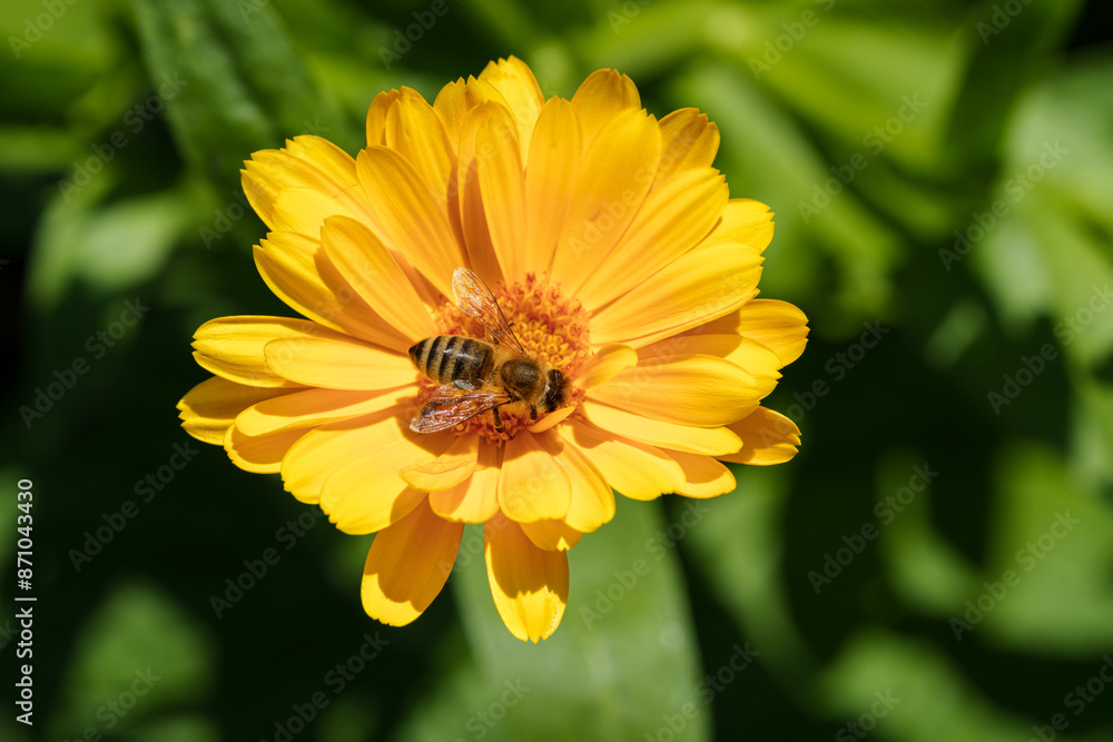 Wall mural a bee pollinating a yellow flower, highlighting natures beauty and the ecosystem in action