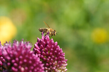 A honeybee is gathering nectar from a blooming purple flower in a beautiful outdoor setting