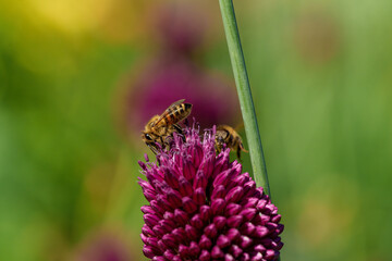 A honeybee is gathering nectar from a blooming purple flower in a beautiful outdoor setting