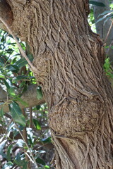 Blue Elderberry, Sambucus Mexicana, a charismatic tree displaying scarred densely furrowed ridge bark during Spring in the Santa Monica Mountains.