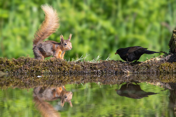 Red Squirell, Sciurus vulgaris, at the side of a pool, reflection in the water