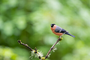 Male Bullfinch, Pyrrhula pyrrhula, perched ona lichen covered twig