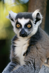 Naklejka premium Portret lemura katta o intensywnych oczach i szczegółowym futrze w naturalnym środowisku