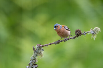 male Chaffinch, Fringilla coelebs, perched on a lichen covered branch