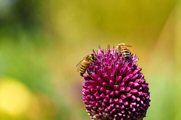 A honeybee is gathering nectar from a blooming purple flower in a beautiful outdoor setting