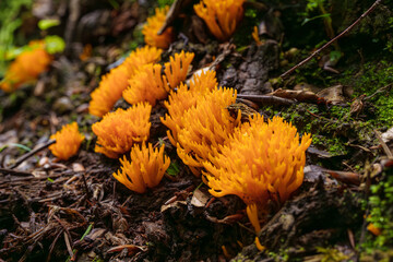 Vibrant orange coral fungus can be found on a forest floor, adding beauty to the environment