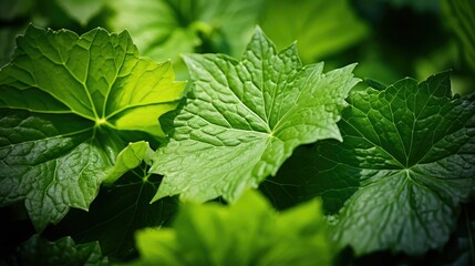 texture plant cucumber background