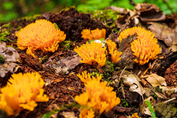 Vibrant orange coral fungus can be found on a forest floor, adding beauty to the environment