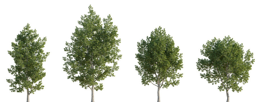 Set of 4 Populus tremula (commonly called aspen, common aspen, Eurasian aspen, Euro) frontal set street trees isolated png in sunny daylight on a transparent background perfectly cutout