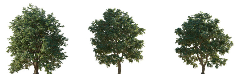 Set of 3 Tilia tomentosa (silver linden in the US and silver lime in the UK) frontal set street trees isolated png in sunny daylight on a transparent background perfectly cutout