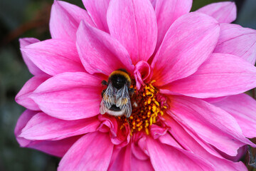bumblebee on the fuchsia pink flower