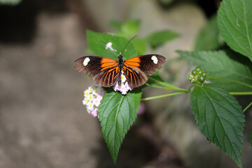 Tropical butterflies on the flower