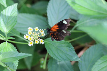 Tropical butterflies on the flower