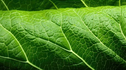 Fototapeta premium fresh natural cabbage vegetable