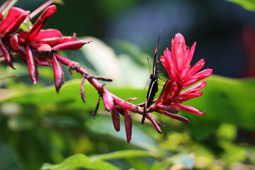Tropical butterflies on the flower