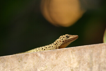 tropical lizard gecko photo