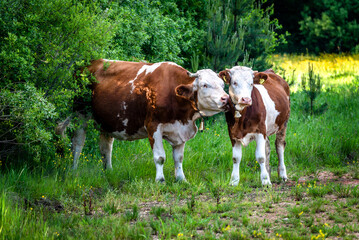Simmental cow and calf in the highlands