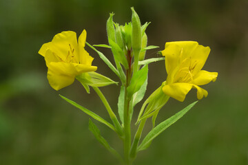 Kwiaty polne, bukiet kwitów polnych © Andrzej
