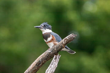 Belted Kingfisher perched above a lake in North Carolina